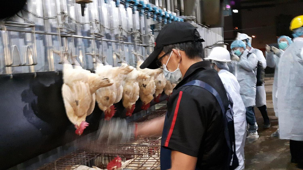 防檢局表示，中國為高病原性家禽流行性感冒及新城病疫區，禽肉產品禁止輸入。 圖：農委會防檢局/提供