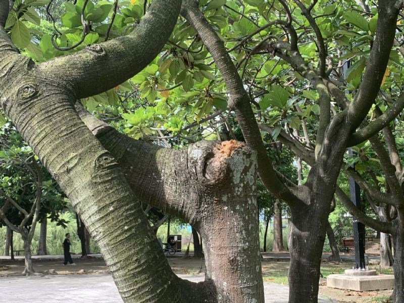 登革熱防治團隊在開園前最後一次複查結果，查獲一個樹洞陽性點，已立即予以移除並填補水草。 圖：台南市衛生局/提供