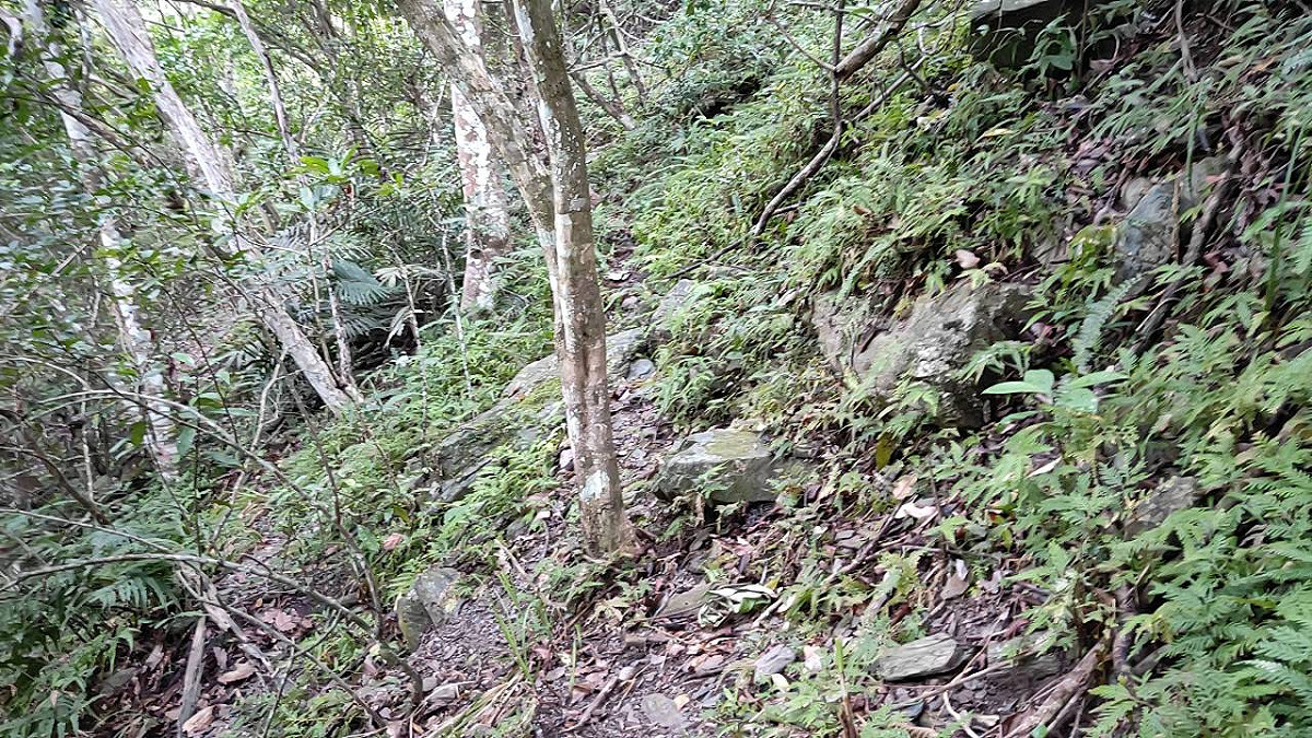 林管處野外照相機遭竊情況(樹幹上空白處) 圖：林管處/提供