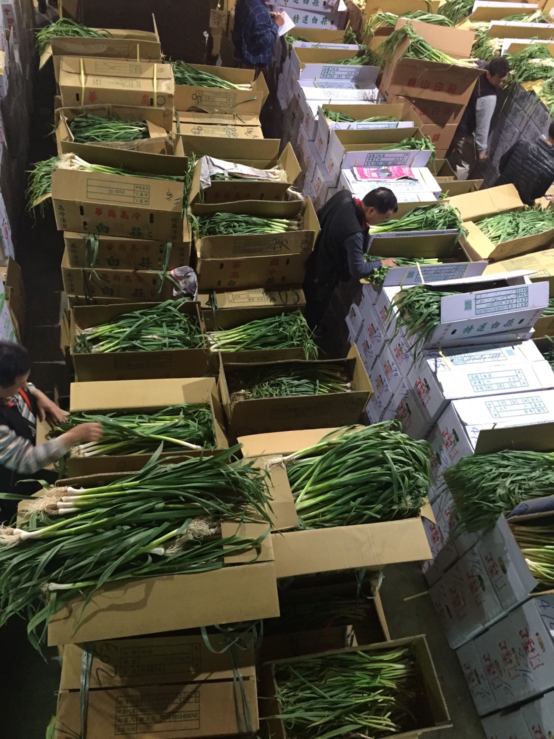 今日平均每公斤交易價格39.9元，較昨日43.2元，下跌3.3元 圖：農委會農糧署／提供