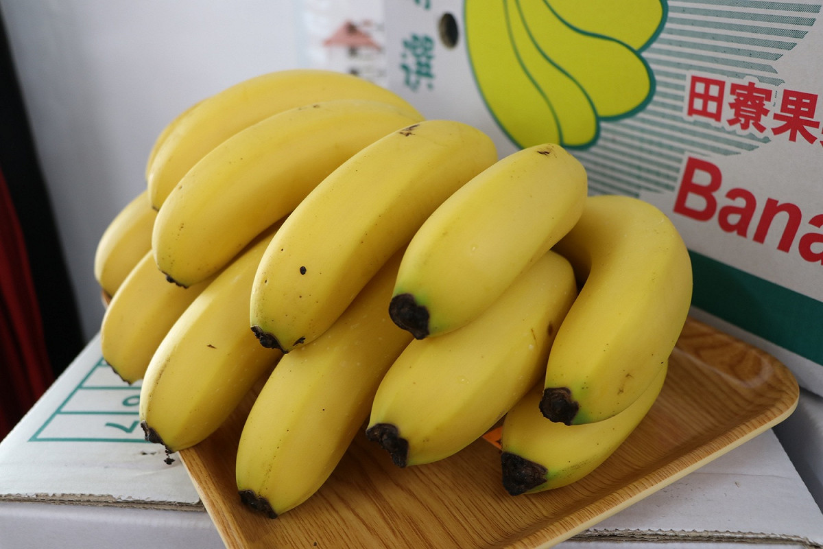 受到颱風影響，香蕉損失金額3,549萬元(圖為香蕉示意圖) 圖：農委會農糧署/提供