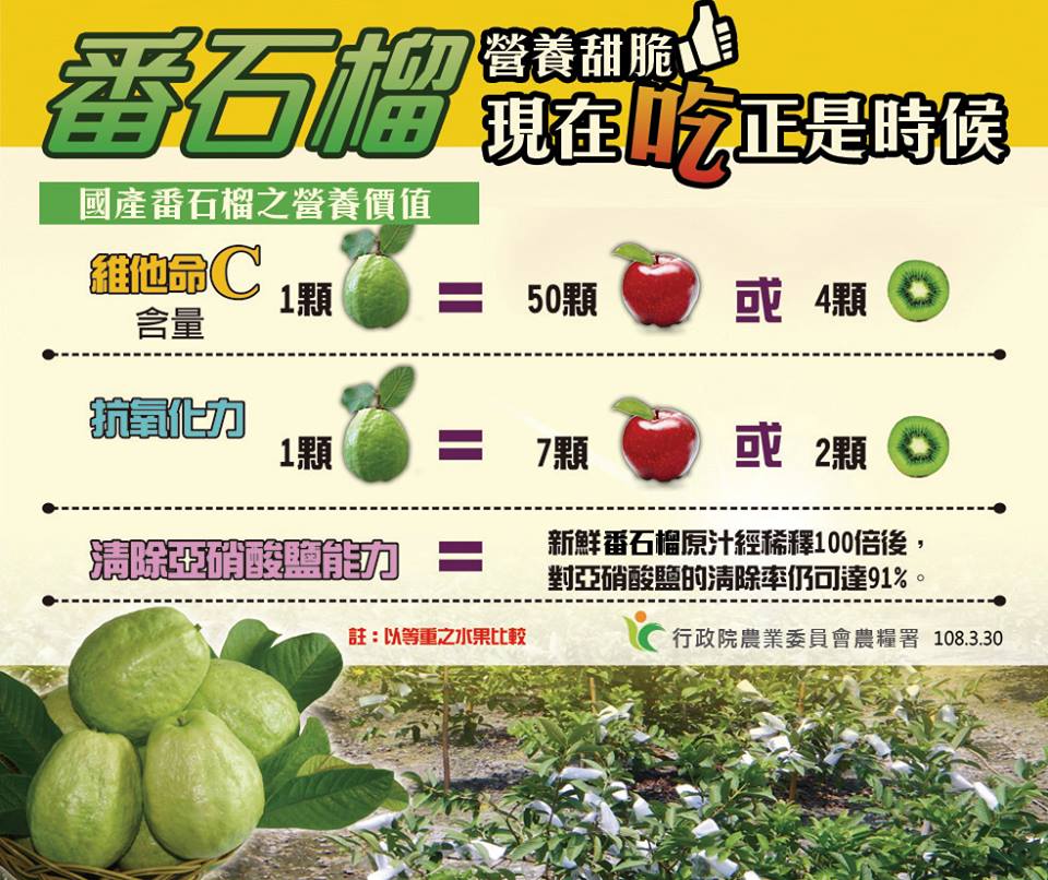 一顆芭樂含有維他命C150毫克，是衛生署每日建議量的2倍以上，是人體攝取維他命 C 最重要的來源。 圖：農糧署/提供