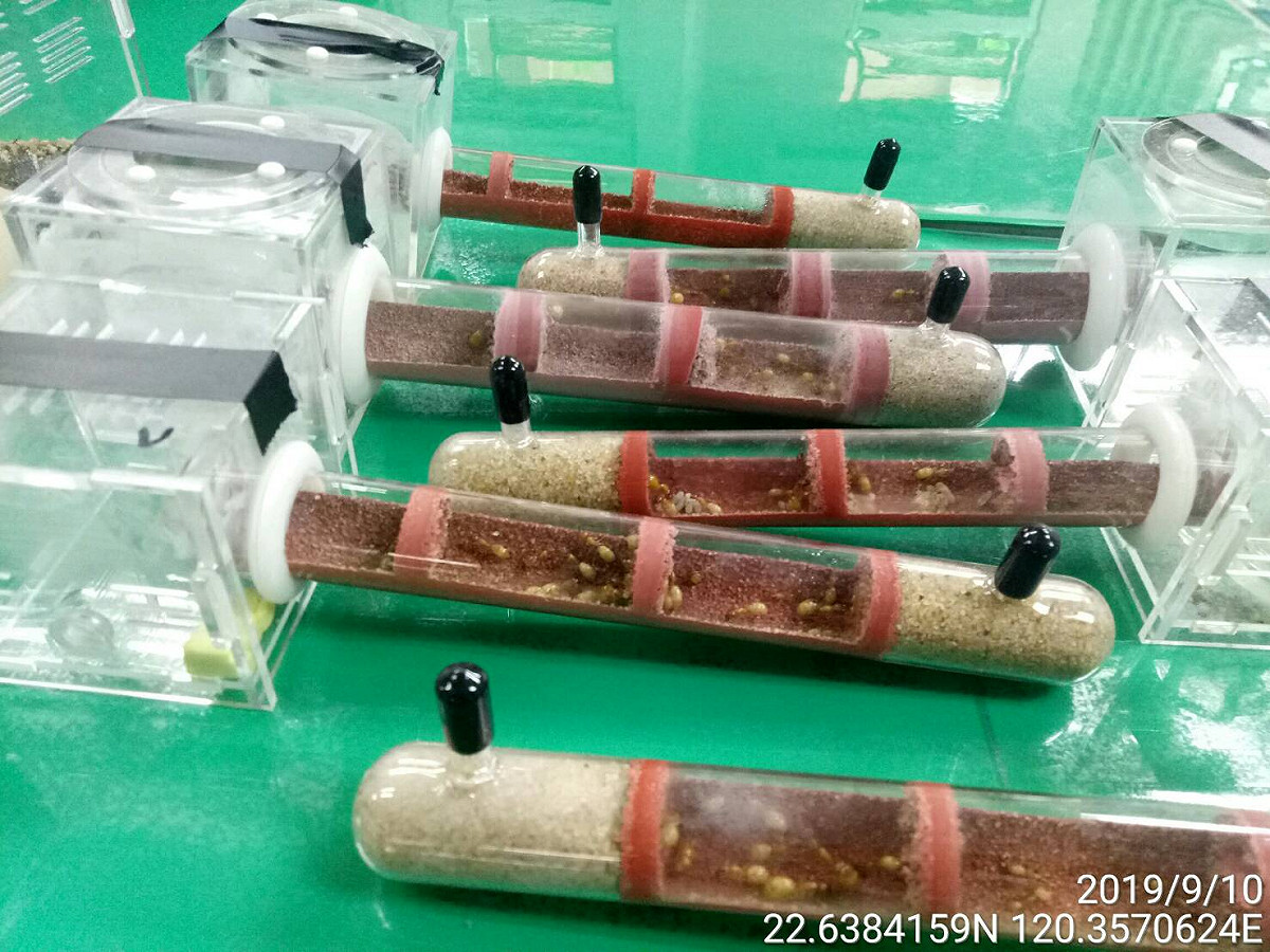 防檢局澎湖縣與警察局刑事警察大隊查獲走私之巨山蟻屬螞蟻 圖：防檢局／提供