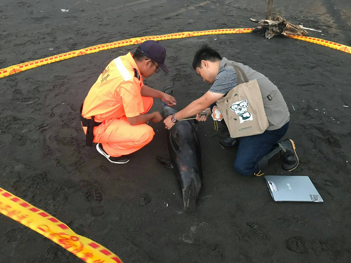 海巡署北部分署第一岸巡隊21日下午5時接獲民眾通報，於宜蘭縣壯圍大福沙灘發現死亡鯨豚擱淺 圖：海巡署北部分署第一岸巡隊/提供