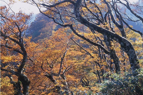 太平山的山毛櫸步道是全台最有名的黃金秘徑，大約在10月底跟11月初黃葉率達最大。 圖：翻攝自太平山森林遊樂區官網