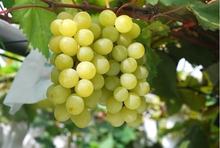 葡萄 「台中 1 號」 鮮果黃綠色，果粒香氣濃郁。 圖：農委會台中改良場／提供