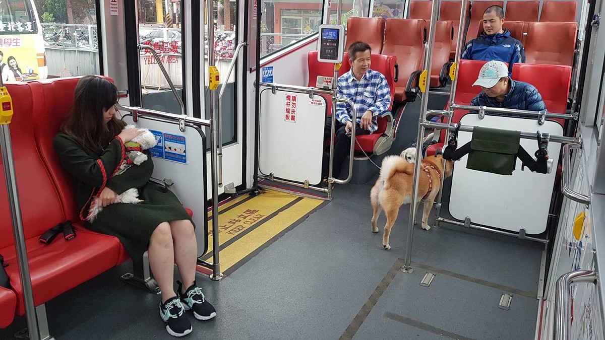 為了方便民眾帶寵物搭公車出遊，新北市交通局新增7條假日寵物公車路線，放寬載運寵物規定，讓飼主可直接牽繩帶著毛小孩搭公車。 圖：新北市交通局/提供