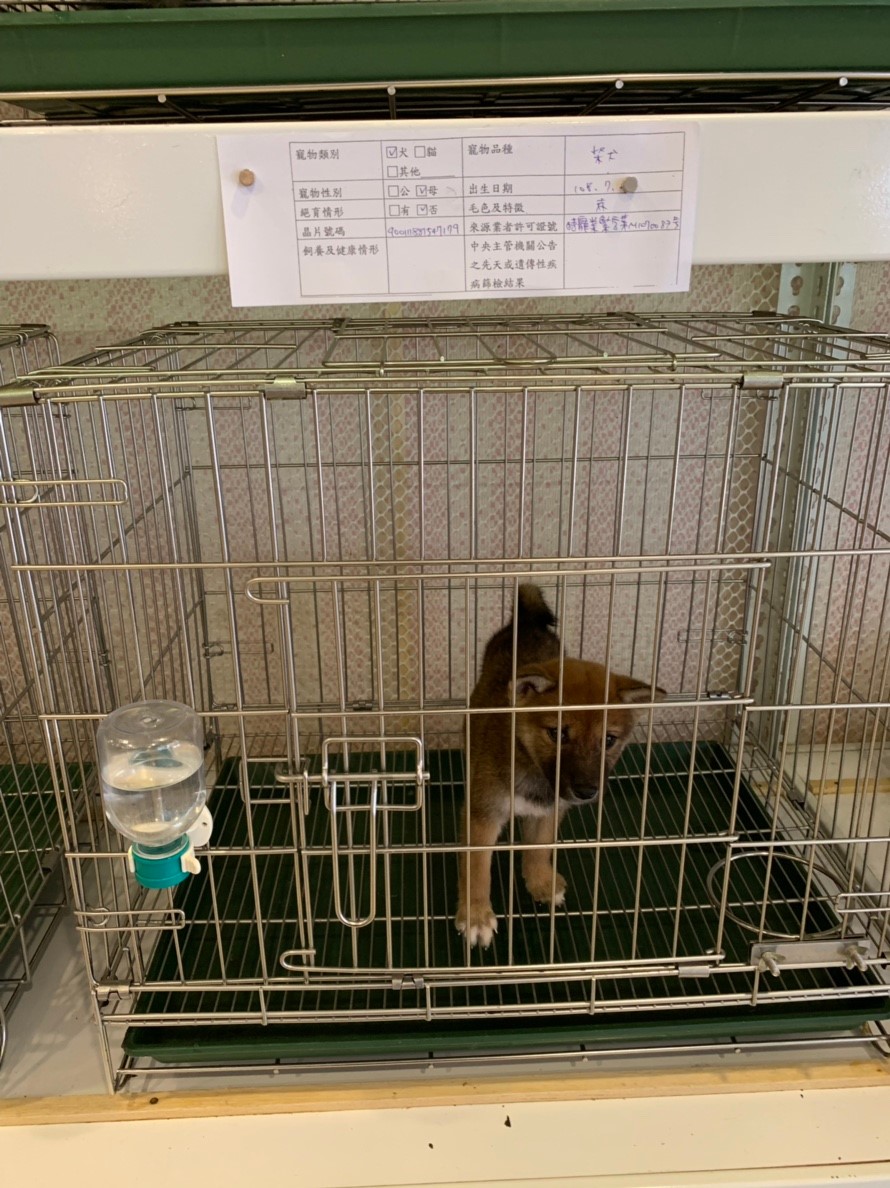 「萌萌噠寵物生活館」店內犬隻飼養情況 圖：新北市動保處/提供
