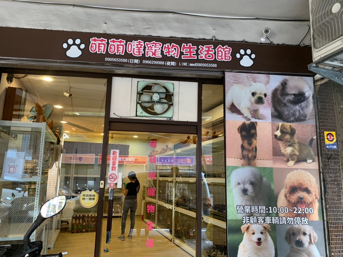 萌萌噠寵物生活館負責人無法交代清楚犬隻來源是否來自取得許可證之合法繁殖場，且犬隻來源繁殖場未做寵物登記，動保處依法開罰4萬元罰鍰。 圖：新北市動保處/提供