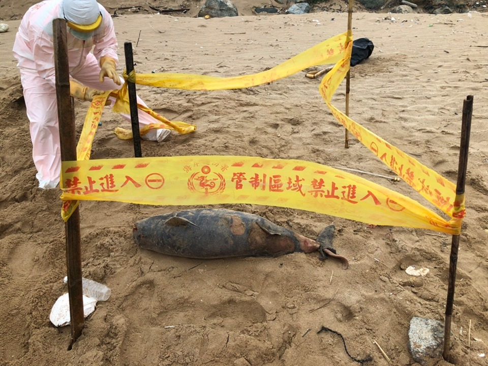 岸巡隊表示，這隻已是馬祖今年第13隻死亡的露脊鼠海豚，後續也將鯨豚遺體送返南竿，留存漁牧科研究。 圖：海巡署馬祖岸巡隊/提供