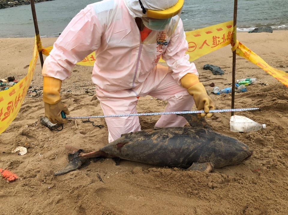 馬祖岸巡隊表示，昨天下午1時許於北竿后沃岸際沙灘執行灘岸搜索與海面監控勤務時，發現一隻長度約107公分、寬度約30公分的死亡海豚 圖：海巡署馬祖岸巡隊/提供