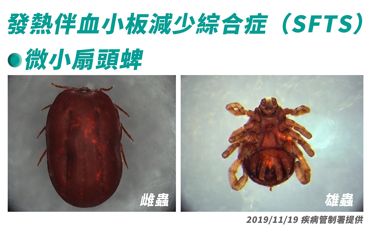 疾管署表示，蜱蟲俗稱「壁蝨」或「八腳怪」，以棲息草叢、樹林等野外環境為主，4月至10月為國內蜱蟲活動季節 圖：疾管署/提供