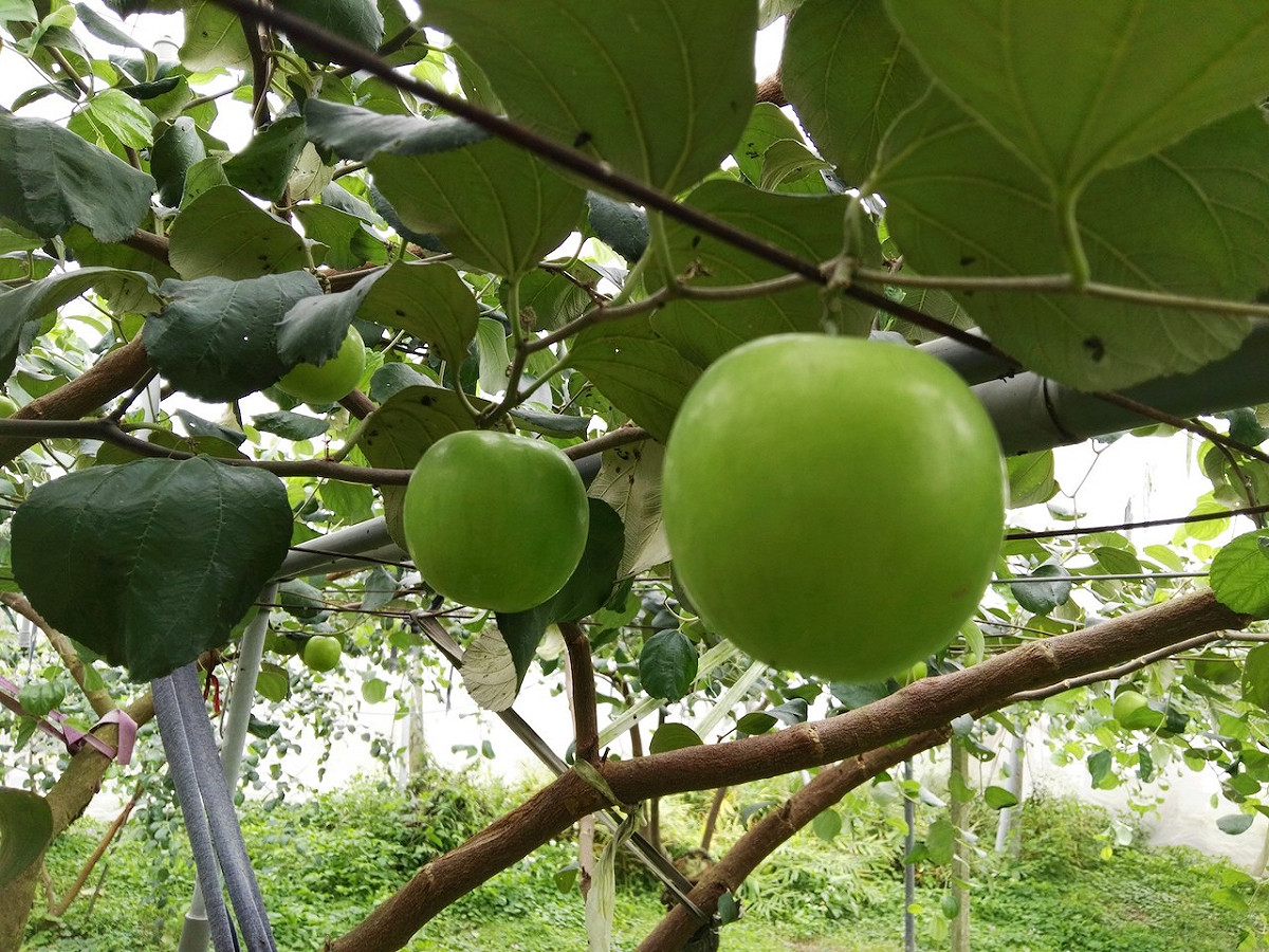 農委會表示，蜜棗營養豐富，富含維生素C、B1及B2，尤其維生素C，每百公克高達70毫克 圖：農委會農糧署/提供