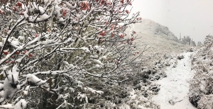 雪山上的樹木、道路也披上雪白衣裳，雪山頓時成了大雪紛飛的冰雪世界！ 圖：雪霸保育志工鄧安美/授權提供