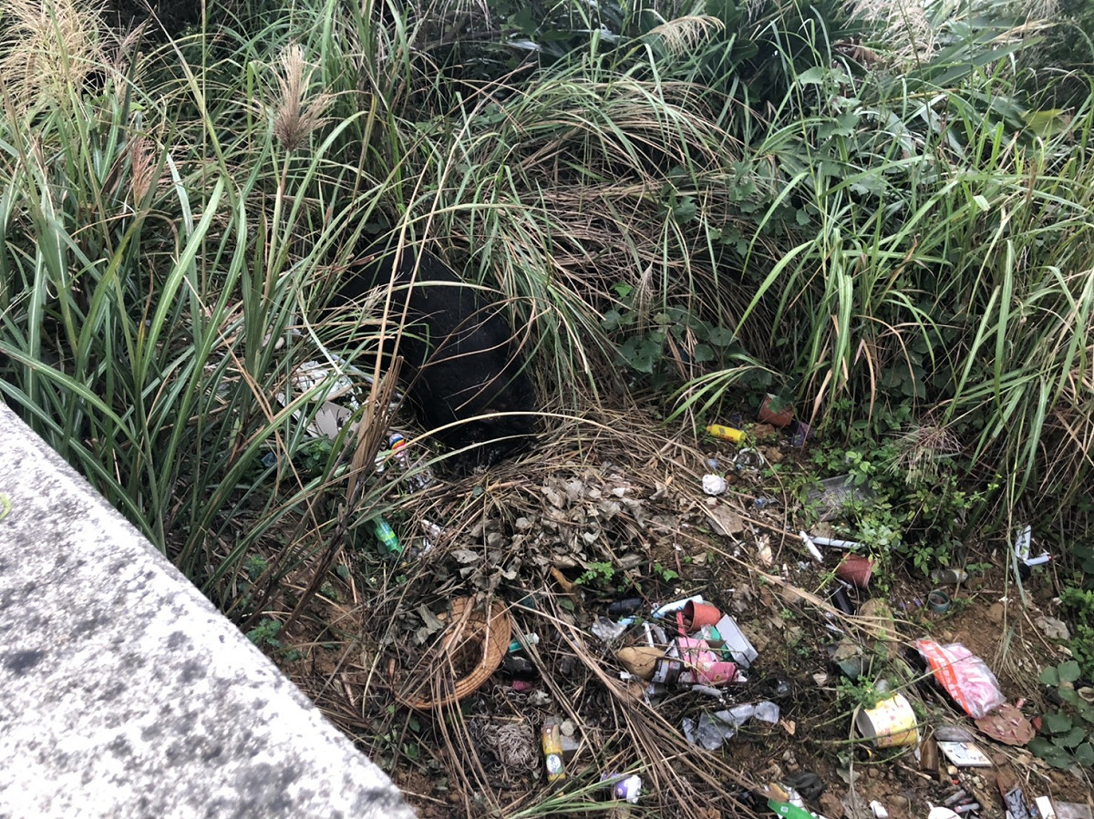 新北市政府動保處今（25）日表示，於11月下旬接獲林口區公所通報，林口觀海橋下有1隻死豬 圖：新北市動保處/提供