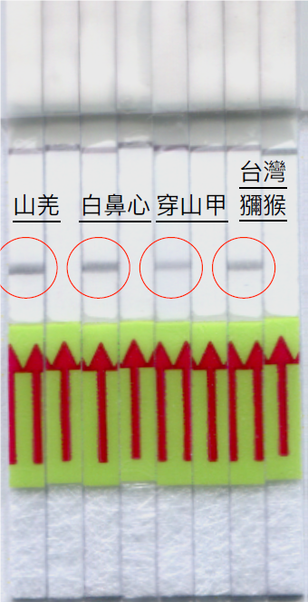 林務局表示，就市面上較可能出現的野生動物肉品，如台灣野山羊、白鼻心、穿山甲等對象，研發出專屬試紙 圖：林務局/提供