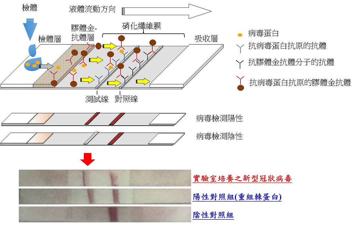 新型冠狀病毒快篩試劑雛型 圖：國衛院/提供