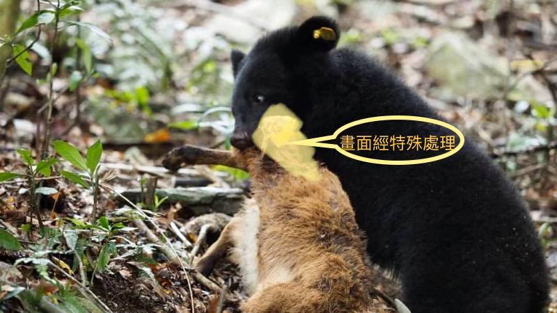林管處表示，Mulas小熊獵捕訓練的終極班同學是小山羊 圖：取自林務局台東林區管理處粉絲專頁