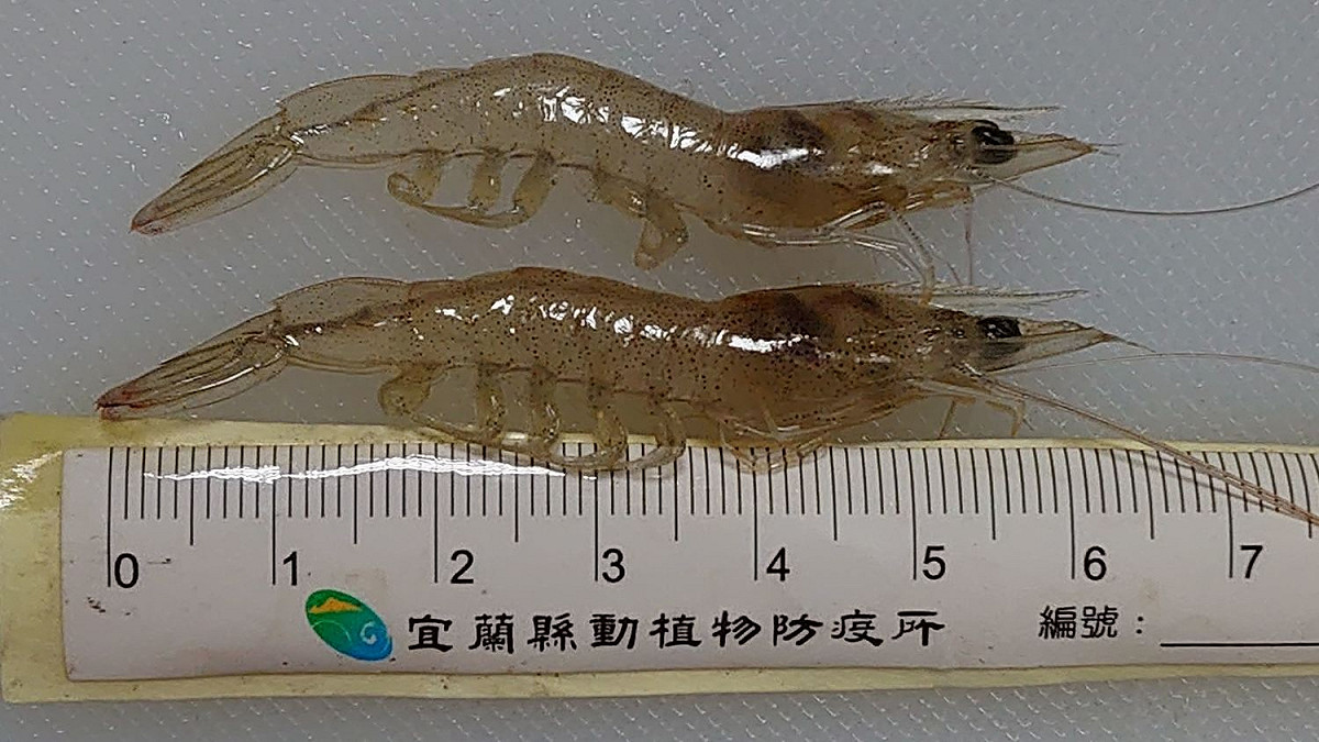 網路傳出流行於蝦類動物的「十足目虹彩病毒」會傳給人類，畜衛所今（3）日說明，科學上不可能發生，國人不需擔心。 圖：宜蘭縣政府/提供