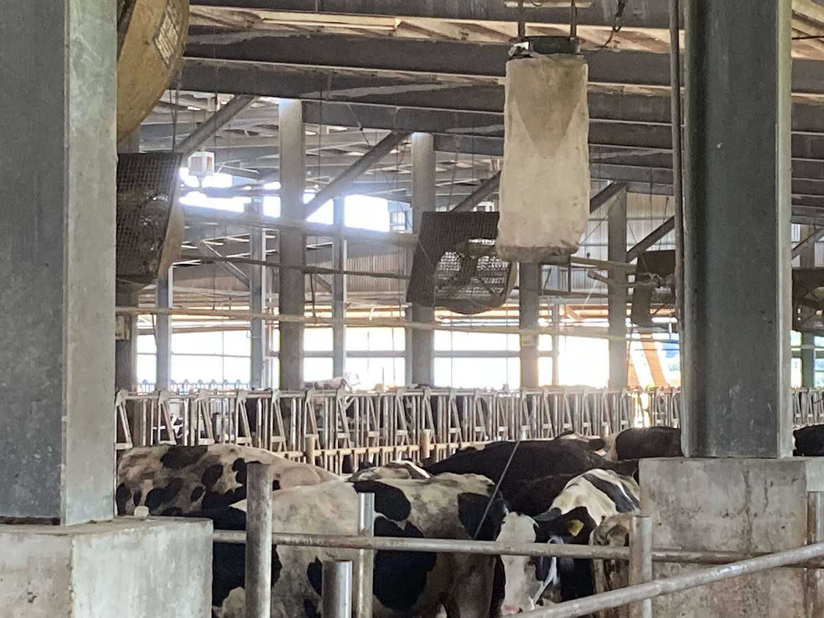 農委會表示，將持續協調產業團體及地方動物防疫機關加強輔導牛場裝設捕蚊燈具、黏蠅板，以清除病媒蚊、蠅、壁蝨，同時落實門禁管制 圖：雲林縣政府/提供