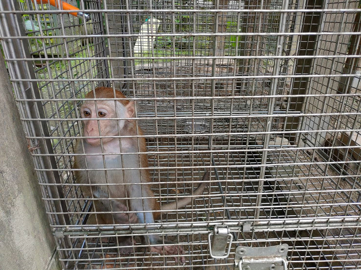 高雄農業局今（27）日表示，雖然台灣獼猴從保育類野生動物調整為一般類野生動物，但一般類野生動物仍受《野生動物保育法》第17條保護，如果隨意獵捕，依法最高可處30萬元罰鍰。 圖：高雄市農業局/提供