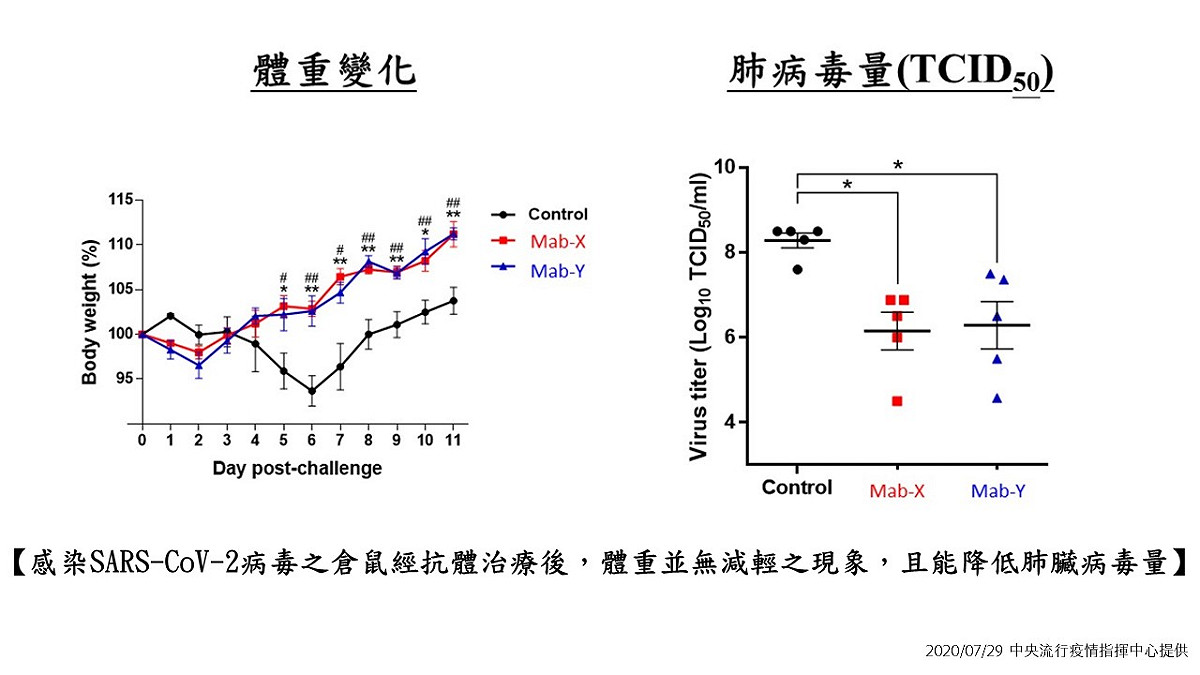 經動物試驗的結果發現，倉鼠的體重、活動力不會因此降低，肺部病毒量卻大幅下降，其對抗新冠病毒的治療效果令人振奮。 圖：中央流行疫情指揮中心／提供