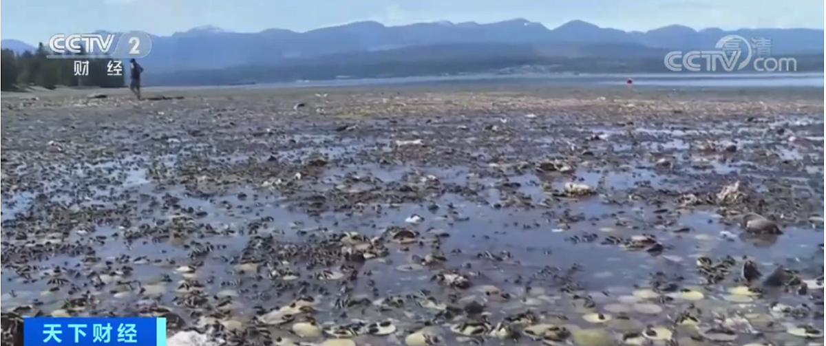 加拿大天氣過度炎熱，造成西海岸岸邊生長的大量貝類活活被烤死。 圖：翻攝自央視