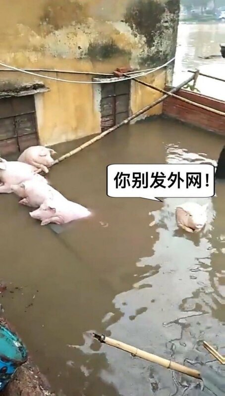 網友調侃中國政府不在意百姓所苦，而是在意淹水訊息能不能不留向外網。 圖：翻攝自Ｘ