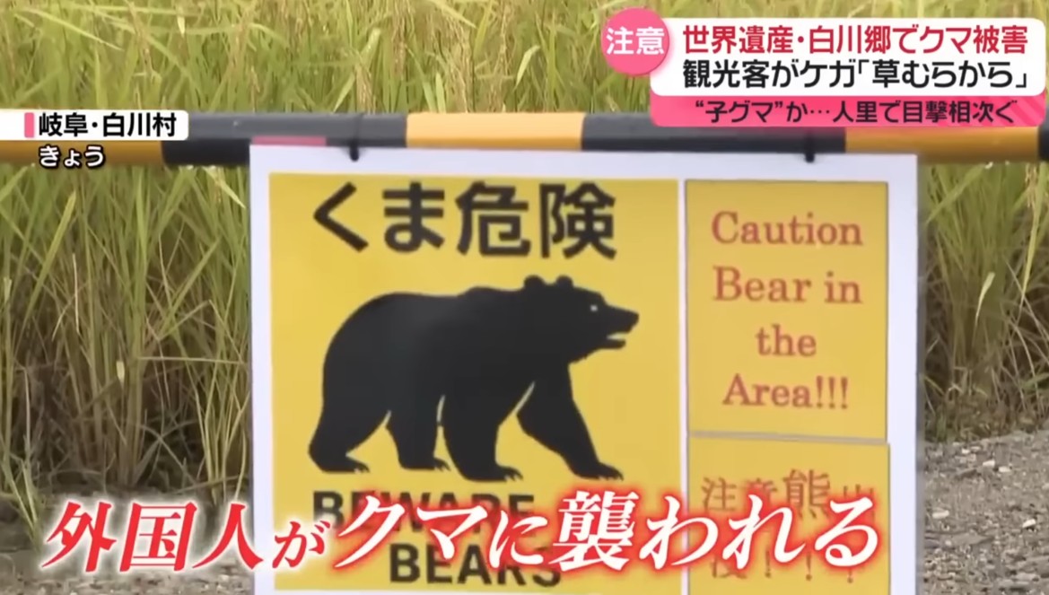 世界遺產名師地的白川鄉合掌村也有熊出沒並侵襲西班牙觀光客。 圖：翻攝NTV官網