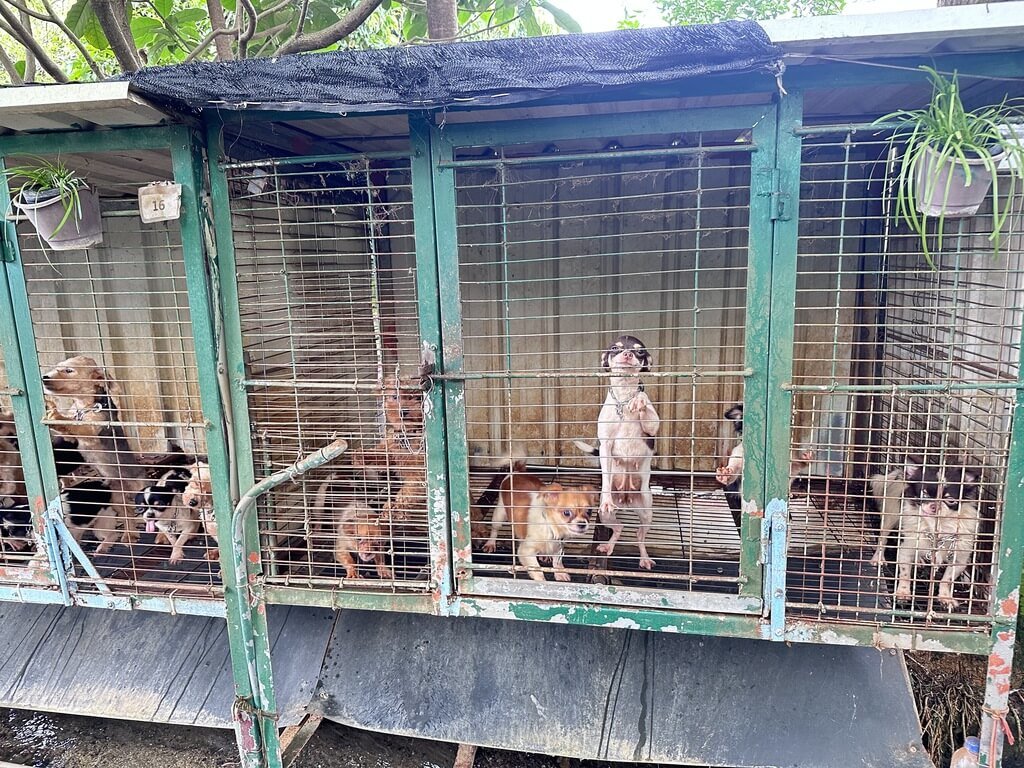 位於苗栗縣公館鄉、由獸醫師經營的「人人犬舍」部分犬隻遭剪除聲帶，苗縣府20日啟動清查並調閱繁殖及醫療紀錄，發現多項違規，依法嚴懲。（苗栗縣動物保護防疫所提供）中央社記者管瑞平傳真　114年10月20日