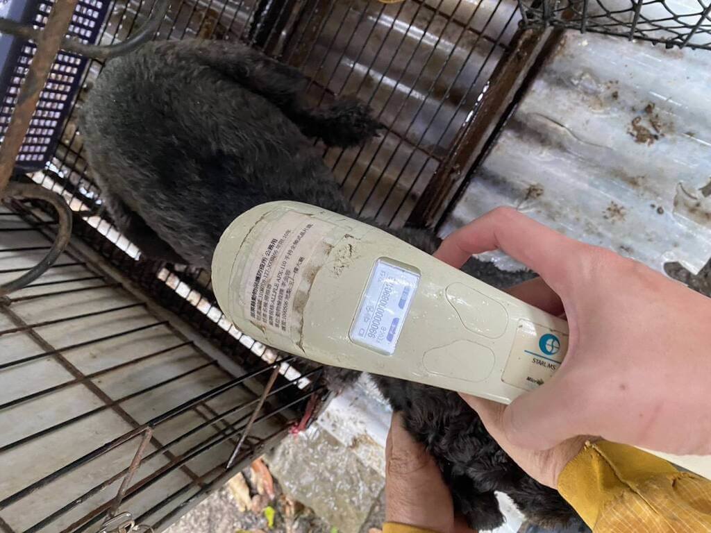 苗栗縣動物保護防疫所20日清查公館鄉「人人犬舍」，約9成以上犬隻被業者施以聲帶整形手術降低吠叫分貝數已違法，隨即依法開罰嚴懲並限期改善。（苗栗縣動物保護防疫所提供）中央社記者管瑞平傳真　114年10月20日