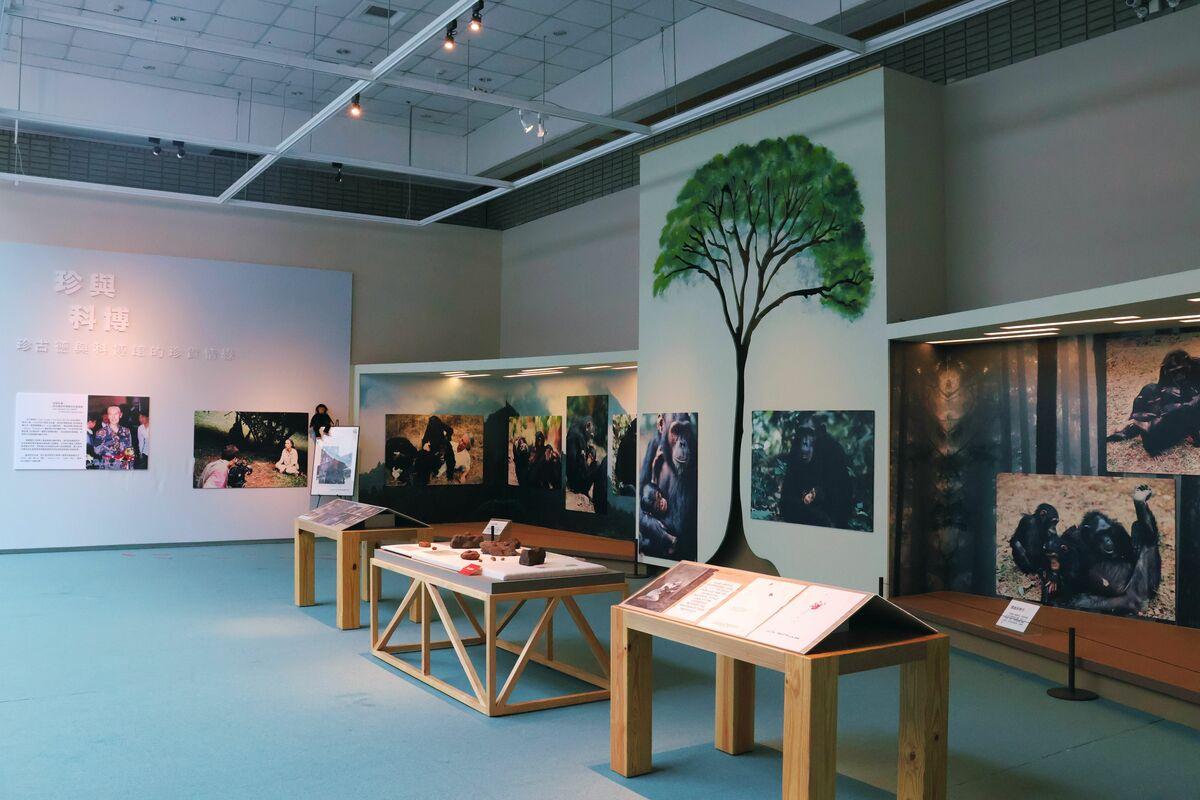 《珍與科博》紀念微型展呼應珍古德推動環保減碳與資源永續的理念，以「環境友善」為原則，盡量沿用既有展材及可重復使用之資源。 圖片：國立自然科學博物館／提供
