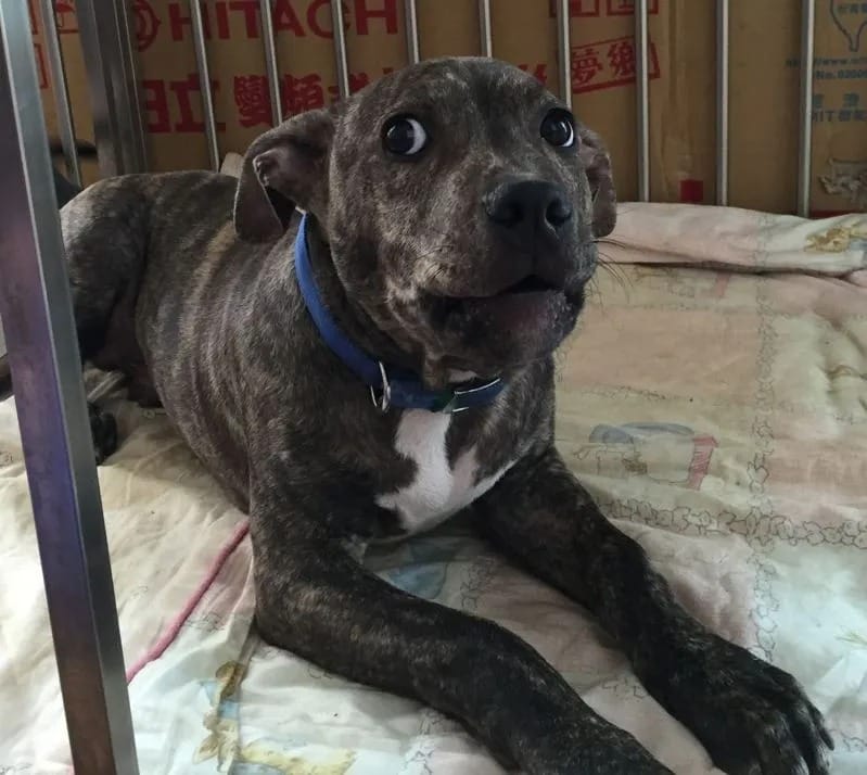 日前未牽繩的比特犬咬傷模特兒愛犬，飼主遭罰8萬6000元。 圖：新竹縣政府提供