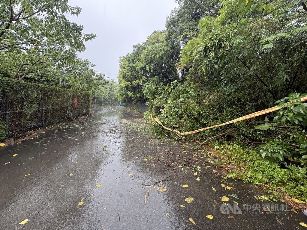 台北市22日仍大雨不斷，士林區士東路353巷有路樹傾倒。（翻攝照片）中央社記者黃麗芸傳真　114年10月22日