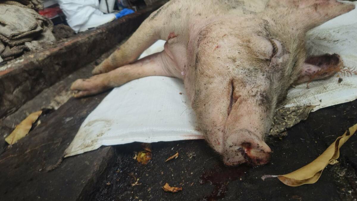 農業部指出，獸醫所於21日早上11時44分接獲台中市動物保護防疫處（簡稱台中動保處）送檢梧棲區一處養豬場的死亡豬隻檢體後，經檢驗非洲豬瘟病毒核酸呈陽性反應。 圖：農業部／提供