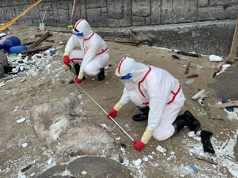 海巡署第10岸巡隊獲報，馬祖北竿鄉芹壁村發現疑似海漂死亡豬隻。 圖：海巡署提供