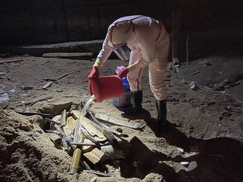 連江縣北竿鄉芹壁沙灘發現海漂死豬，檢疫人員依照標準處理程序處置焚燒掩埋。 圖：海巡署提供