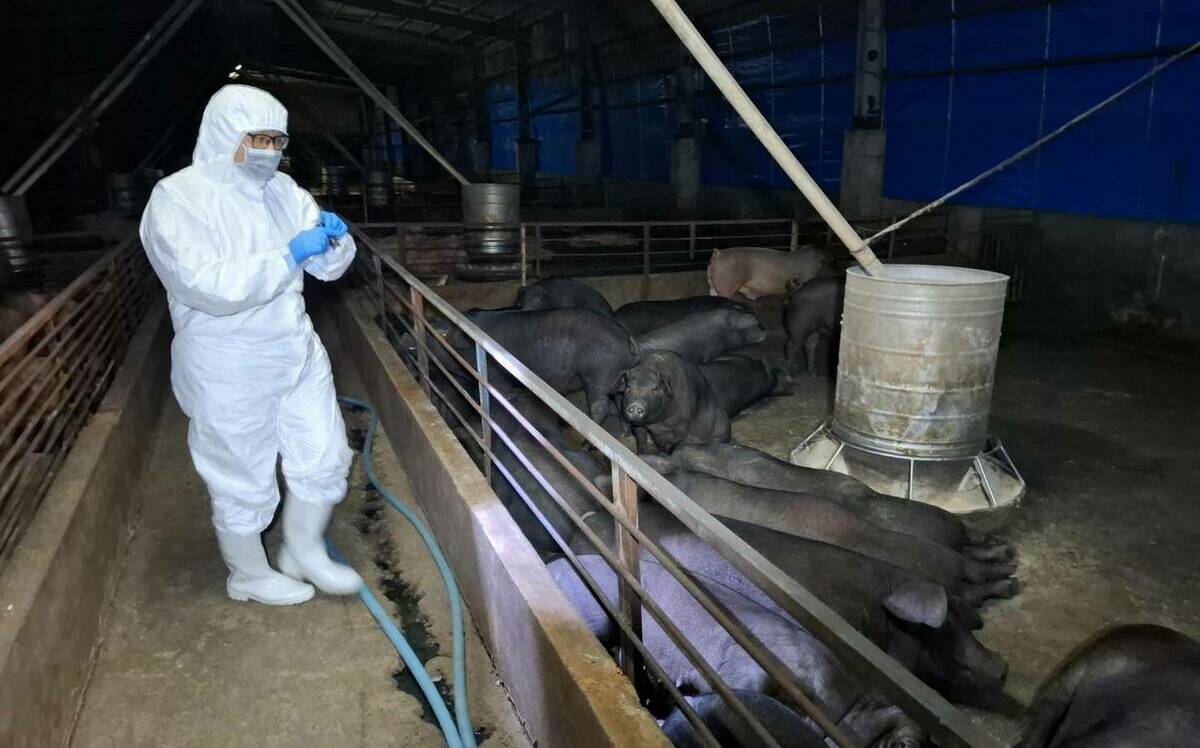 70度煮20秒可殺豬瘟病毒？網炸鍋轟「連泡麵都煮不熟」張雅琴批盧秀燕都推給局長