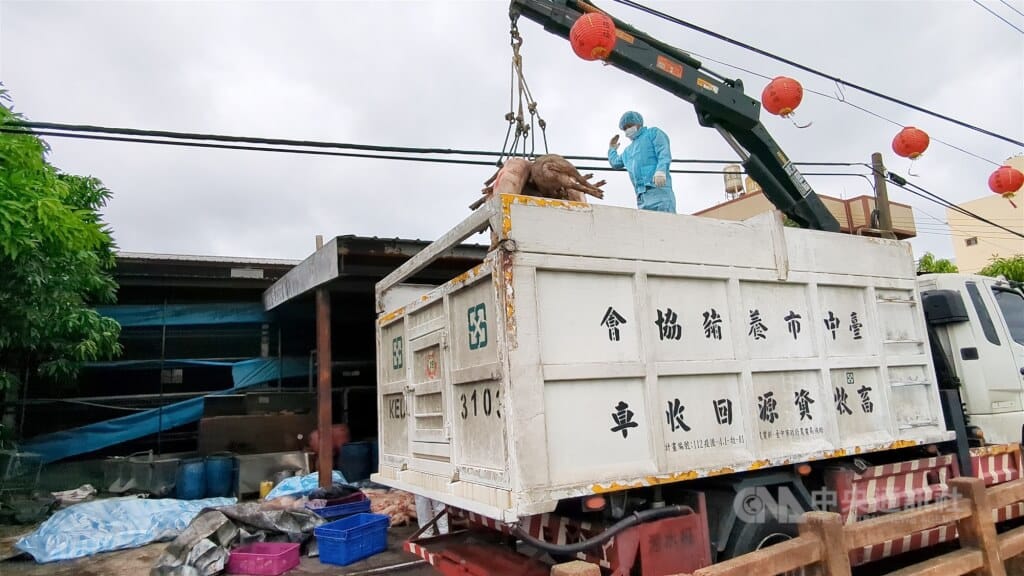 台中市梧棲區一處養豬場死亡豬隻驗出非洲豬瘟。 圖:中央社提供(檔案照片)
