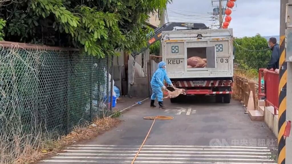 台中梧棲一處養豬場檢出非洲豬瘟，22日進行消毒及清運死亡豬隻。 圖:中央社提供