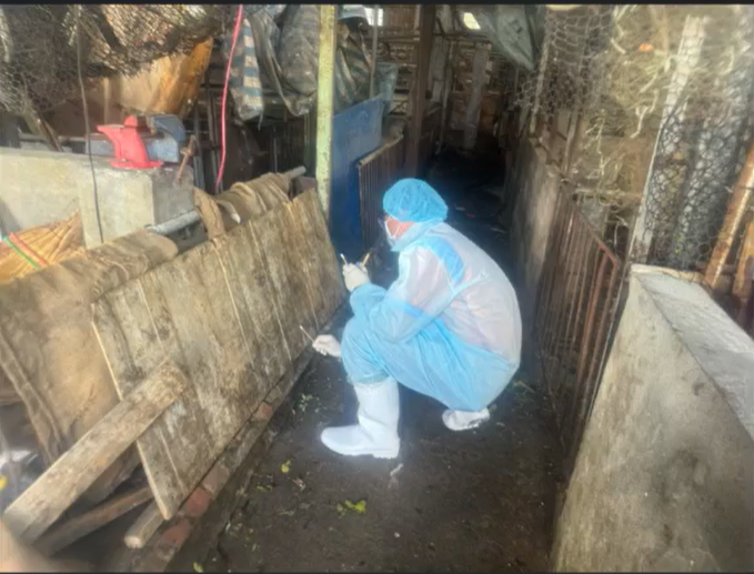 中央前進應變所今公布台中梧棲染疫豬場影像，杜文珍呼籲民眾與媒體勿靠近，以免成為病毒傳播媒介。 圖：翻攝自直播畫面