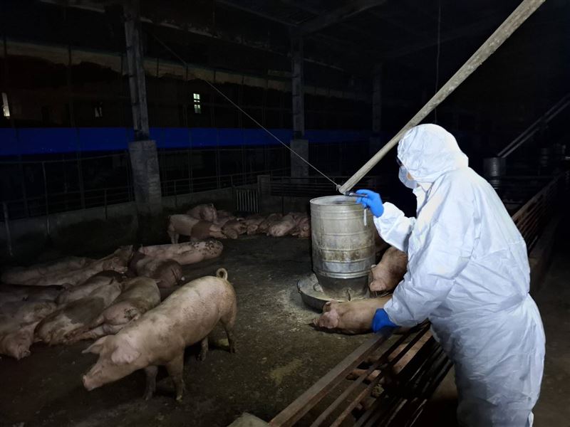 非洲豬瘟關鍵人物之一王姓獸醫佐回國接受訊問。 圖：翻攝畫面