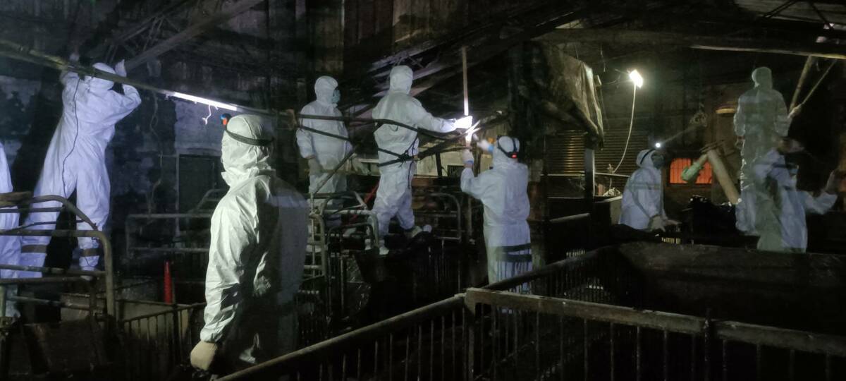 優先清除豬舍內泥土、糞便與雜物，以利後續消毒作業。 圖：國防部提供
