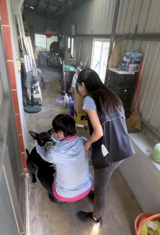 嘉義縣一名未滿2歲幼童29日晚間被一隻未繫繩的黑色犬隻咬傷臉部，警方據報依動保法通報嘉義縣家畜疾病防治所處理，家畜所31日派員至飼主家中帶回闖禍犬隻。（民眾提供）中央社記者黃國芳傳真　114年10月31日