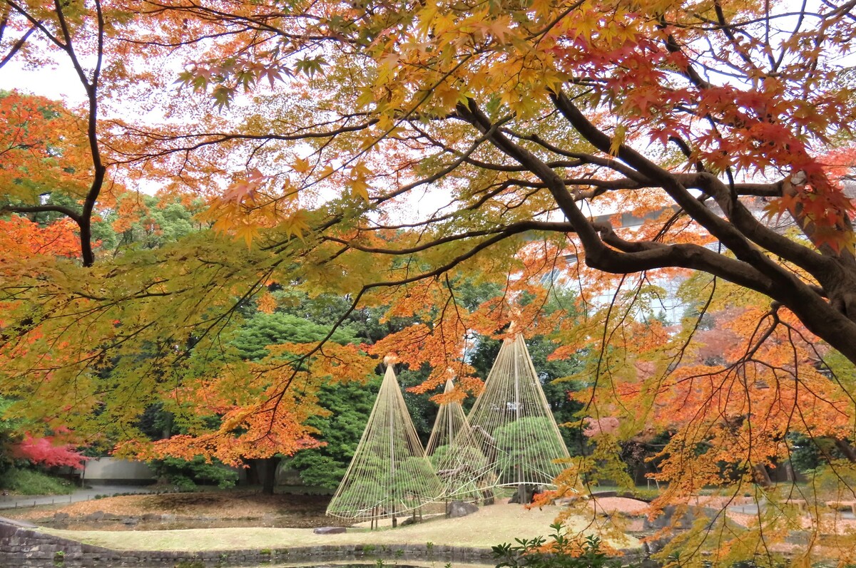 小石川後樂園的園林一景，內庭寧靜悠然的秋色空間。 圖：公益財団法人東京都公園協会/提供