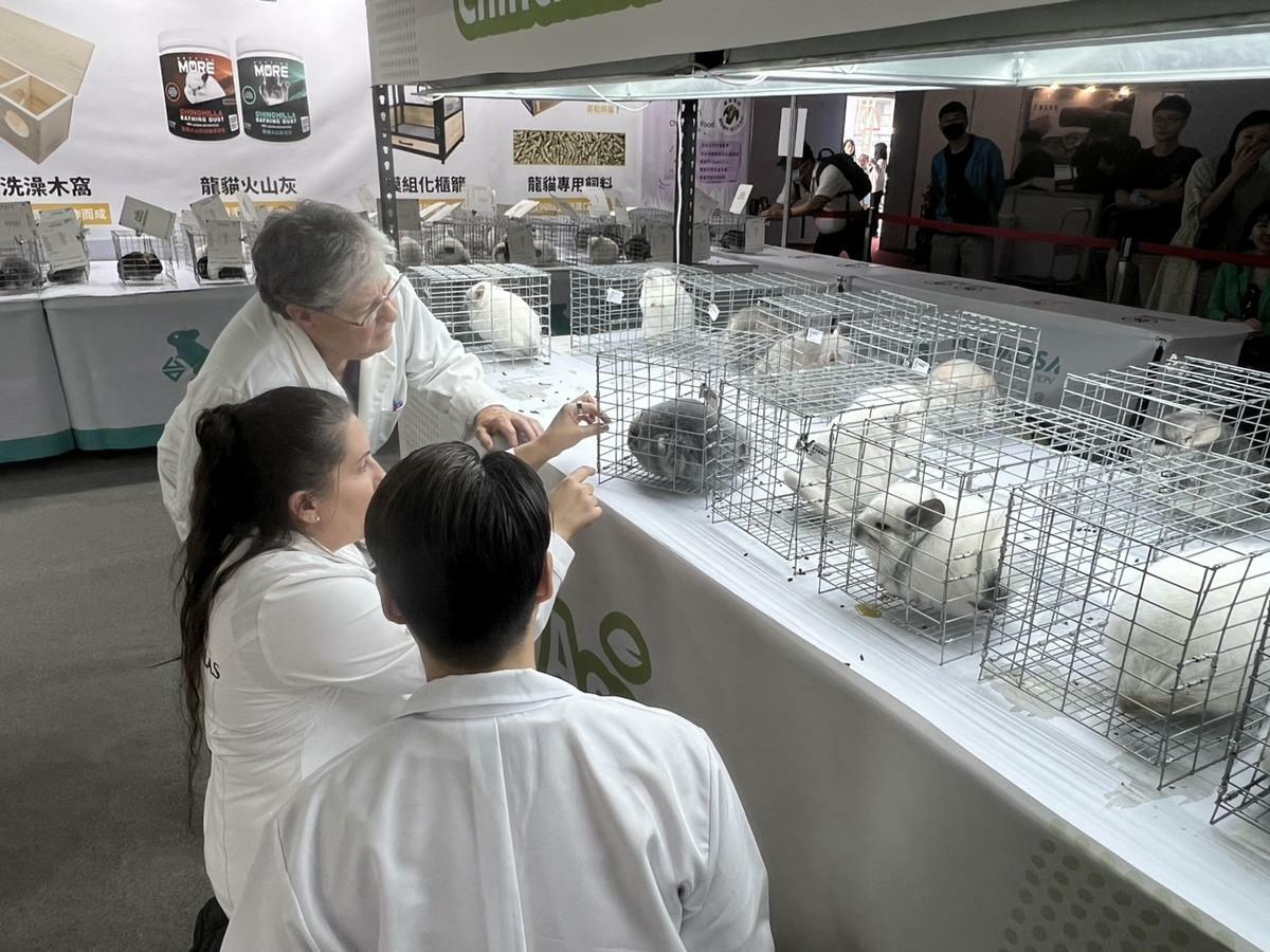 透過寵物展覽舉辦龍貓比賽，集合國內、外龍貓玩家們及邀請國際龍貓評審團來台共襄盛舉。 圖：主辦單位/提供