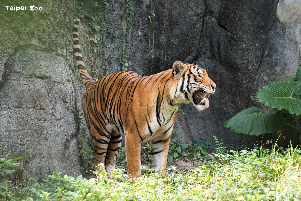馬來虎「Arhaa」在10月順利踏入動物園的熱帶雨林區戶外活動場。 圖：台北市立動物園／提供