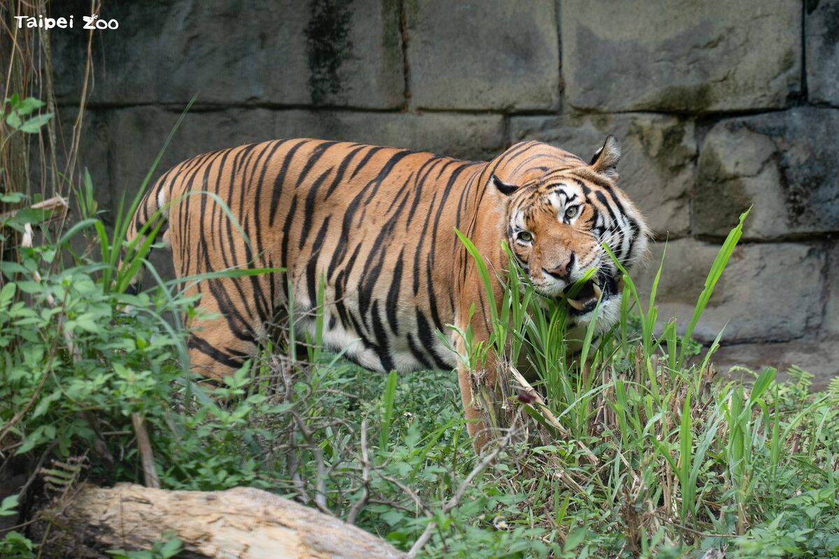 Arhaa將在熱帶雨林區的戶外活動場和遊客見面。 圖：台北市立動物園／提供