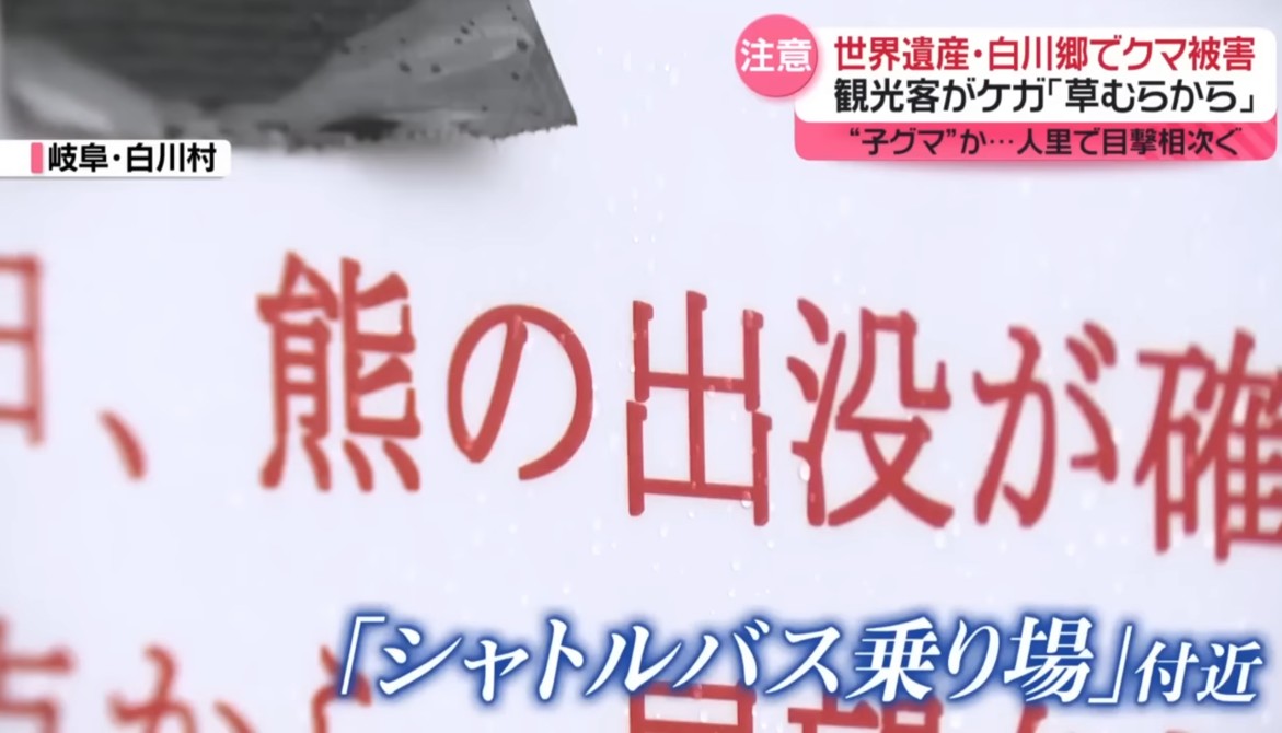 世界遺產名師地的白川鄉合掌村也有熊出沒並侵襲西班牙觀光客。 圖：翻攝NTV官網