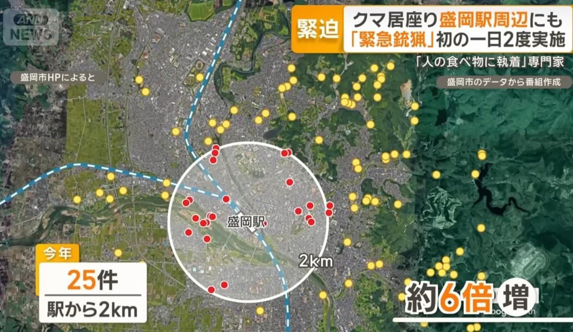 今年在盛岡車站二公里圈內已經有25次熊出沒事件，是去年四件的六倍多。 圖：翻攝ANN新聞